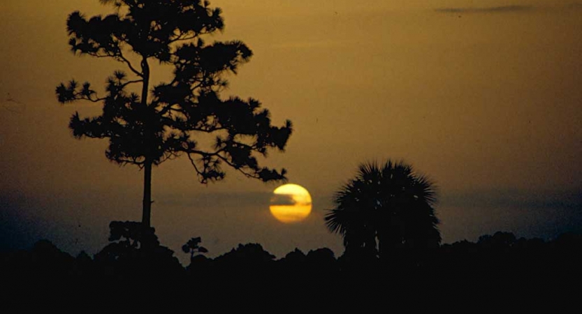 The sun sets behind the silhouette of trees.